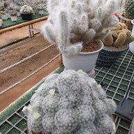 บรรยากาศ สวนสัปปายะ Cactus Farm