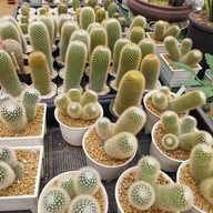 บรรยากาศ สวนสัปปายะ Cactus Farm