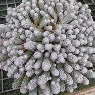 บรรยากาศ สวนสัปปายะ Cactus Farm