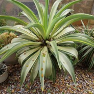 บรรยากาศ สวนสัปปายะ Cactus Farm