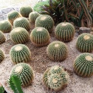 บรรยากาศ สวนสัปปายะ Cactus Farm