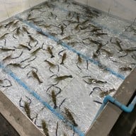 อิ่มจิตต์