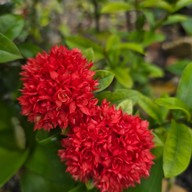 Why Worry Homestay & Cafe