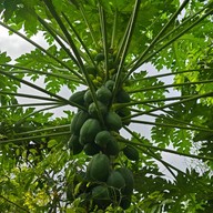 Why Worry Homestay & Cafe