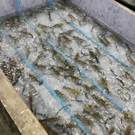 อิ่มจิตต์