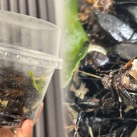 แมลงทอดไข่แน่นๆจุกๆ🦗