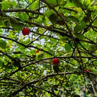 The Three Little Pigs ท่าตลาด