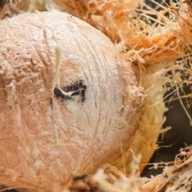 มะพร้าวน้ำหอมเผา🥥