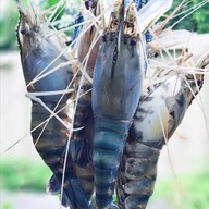 น้ามฟ้่ากุ้งเผาและหอยแมลงภู่ น้ามฟ้ากุ้งเผา (สาขา1)