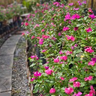 Plearn Cafe Bangpu - เพลิน คาเฟ่ บางปู บางปู