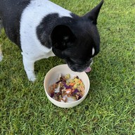 Tiny tank dog community chiangmai