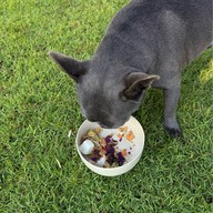 Tiny tank dog community chiangmai