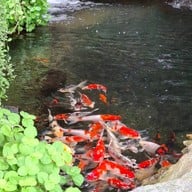 Kopihub Kopihub | โคราช