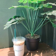 เมนูของร้าน Café Amazon - SD4234 เอสซีจี รามอินทรา