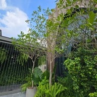 บรรยากาศ NANA Coffee Roaster เซ็นทรัลเวสต์วิลล์ ราชพฤกษ์