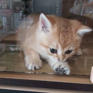 Paws Up Cafe กาแฟและชา พัฒนาการ พัฒนาการ52