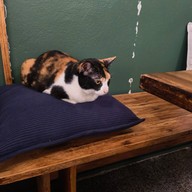 บรรยากาศ แมวตกปลา -