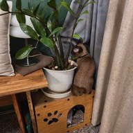 บรรยากาศ แมวตกปลา -