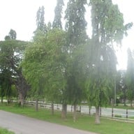 บรรยากาศ หาดสวนสนประดิพัทธ์