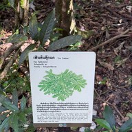 ผาเดียวดาย