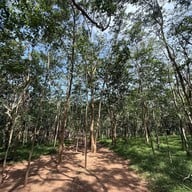 ผายายเที่ยง