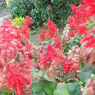 บรรยากาศ บ้านม้งดอยปุย