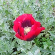 บรรยากาศ บ้านม้งดอยปุย