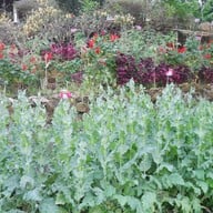 บรรยากาศ บ้านม้งดอยปุย