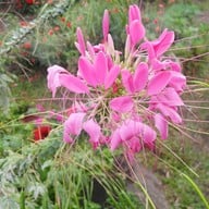 บรรยากาศ บ้านม้งดอยปุย