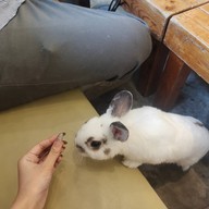 Rabbito' Cafe