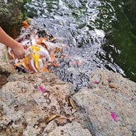 บรรยากาศ แกะ กะ บัว ฟาร์มคาเฟ่ & เรสเตอร์รองค์