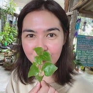 ตะเกียงไทย