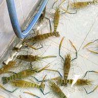 ยุ้ยย่างเยอะ สาขาแยกพระชนกจักรี