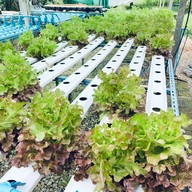 ร้านไส้อั่วยายแก้ว ปัว