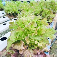 ร้านไส้อั่วยายแก้ว ปัว