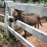 บรรยากาศ Swiss Sheep Farm