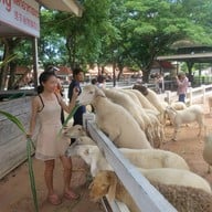 บรรยากาศ Swiss Sheep Farm