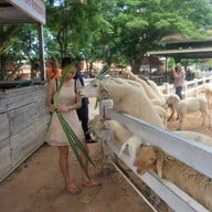 บรรยากาศ Swiss Sheep Farm