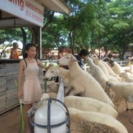 บรรยากาศ Swiss Sheep Farm