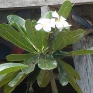 บรรยากาศ เขื่อนศรีนครินทร์