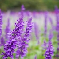 Hokkaido Flower Park Khaoyai