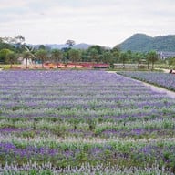 Hokkaido Flower Park Khaoyai