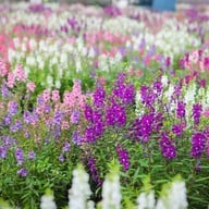 Hokkaido Flower Park Khaoyai