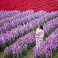 Hokkaido Flower Park Khaoyai