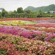 Hokkaido Flower Park Khaoyai