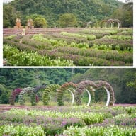 Hokkaido Flower Park Khaoyai