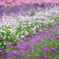 Hokkaido Flower Park Khaoyai