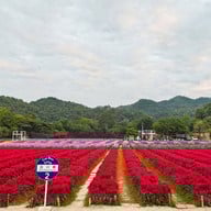 Hokkaido Flower Park Khaoyai
