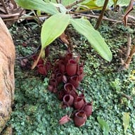 สวนพฤกษศาสตร์สมเด็จพระนางเจ้าสิริกิติ์