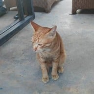 บรรยากาศ เฌอ เฌอ ซีฟู้ด ระยอง